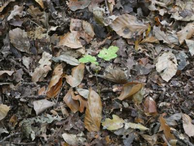 Stammes-Herbstlager