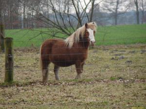 Meutenfahrt Wilder Tiger