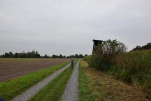 Meutenlager Meute Ruhender Bär