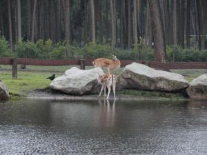 Serengetipark