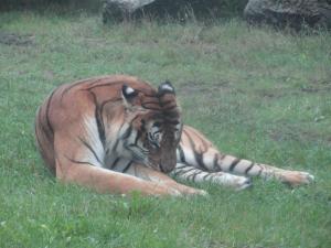 Serengetipark