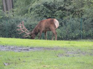 Serengetipark