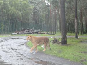 Serengetipark