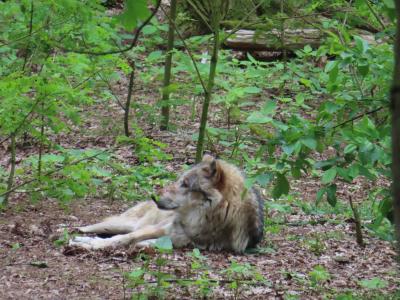 Sippenlager Schlauer Wolf