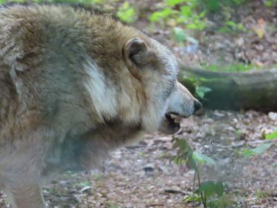 Sippenlager Schlauer Wolf
