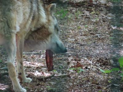 Sippenlager Schlauer Wolf