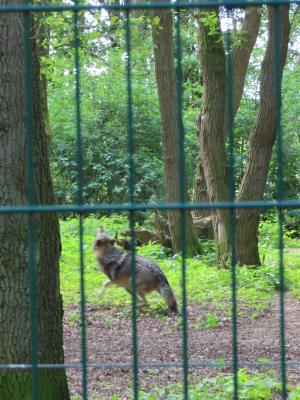 Sippenlager Schlauer Wolf