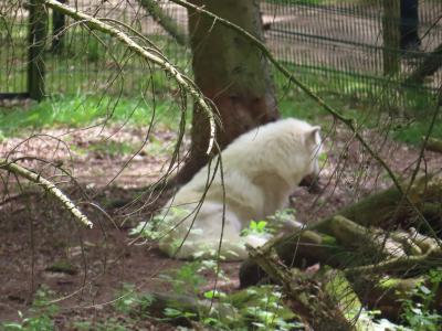 Sippenlager Schlauer Wolf